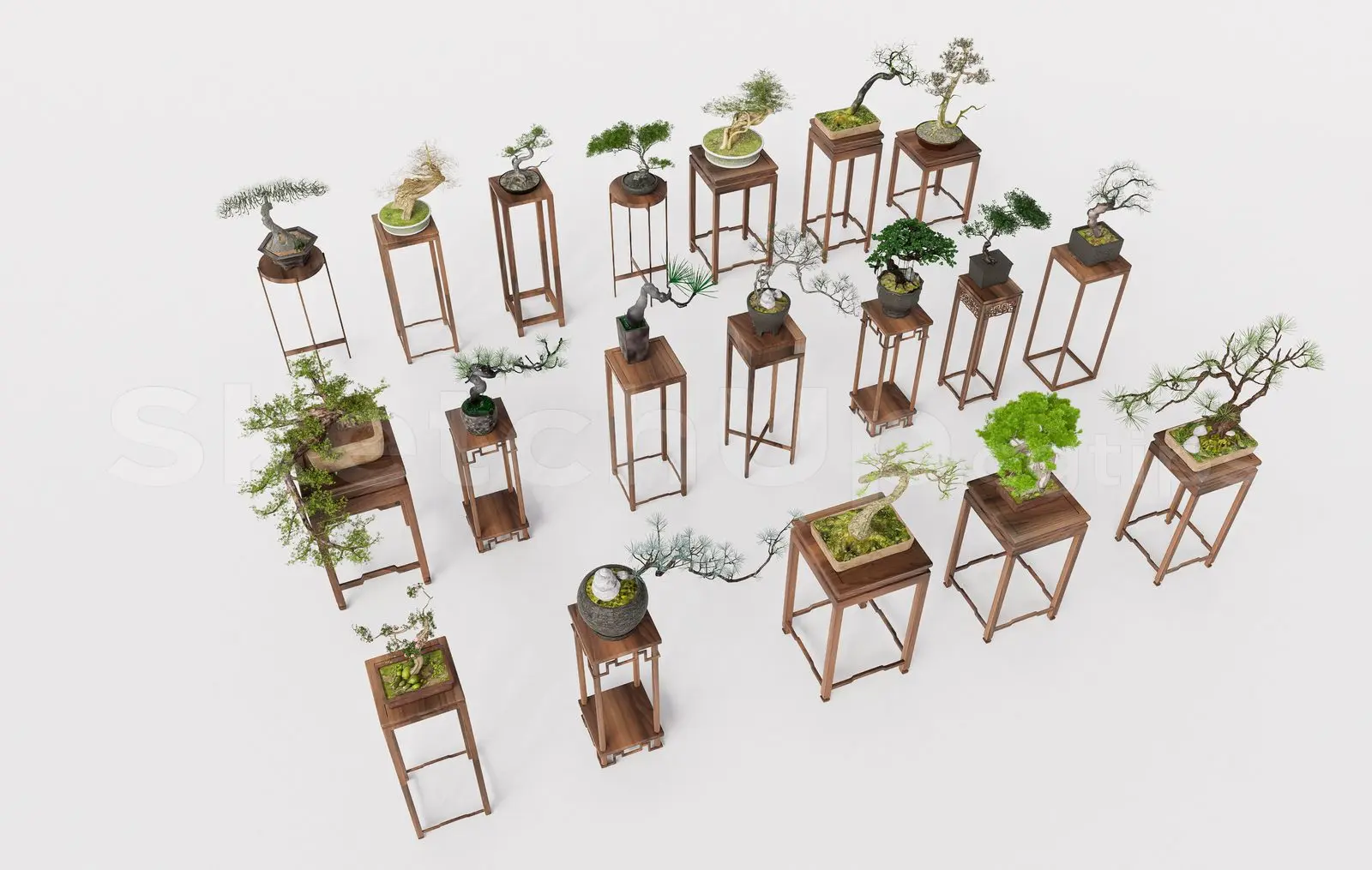 BonSai Tree