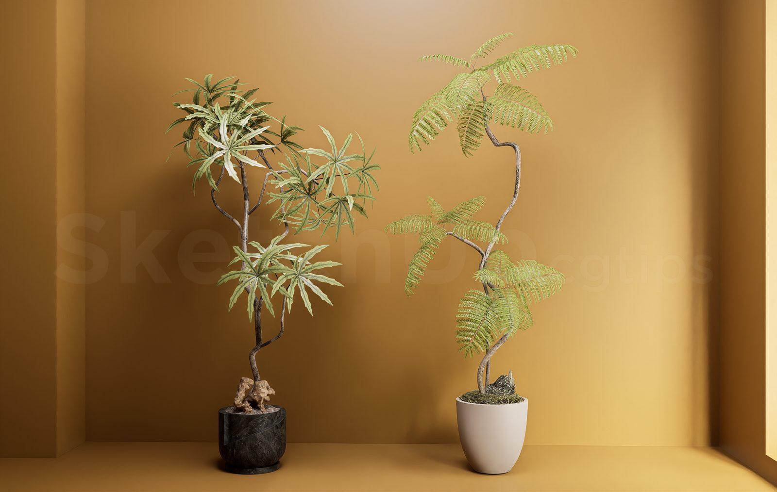 Plant