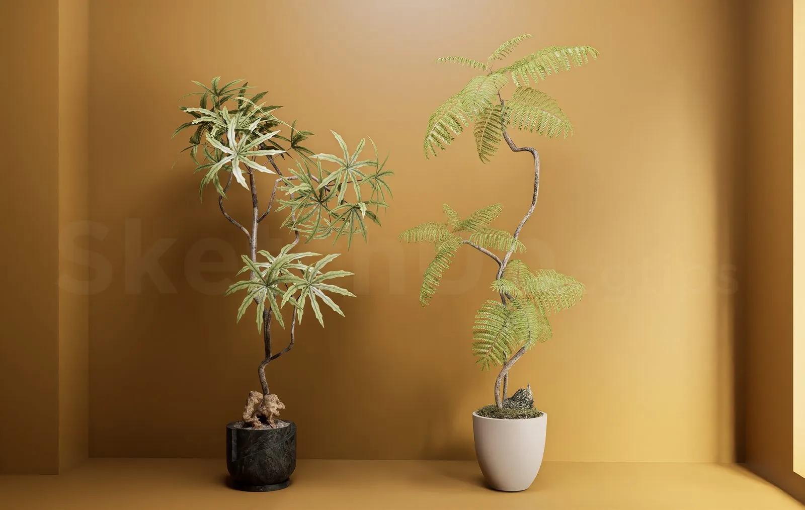 Plant