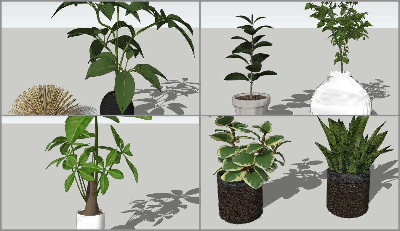 Plants