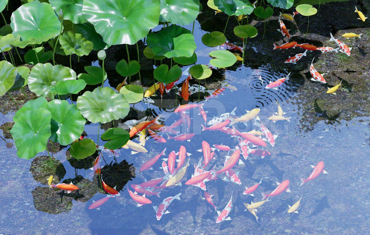 Koi Aquarium