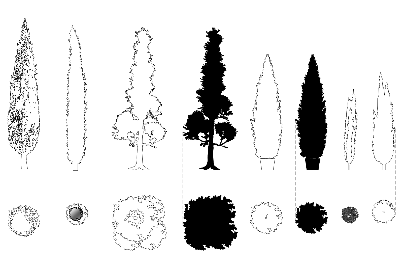 Cypress