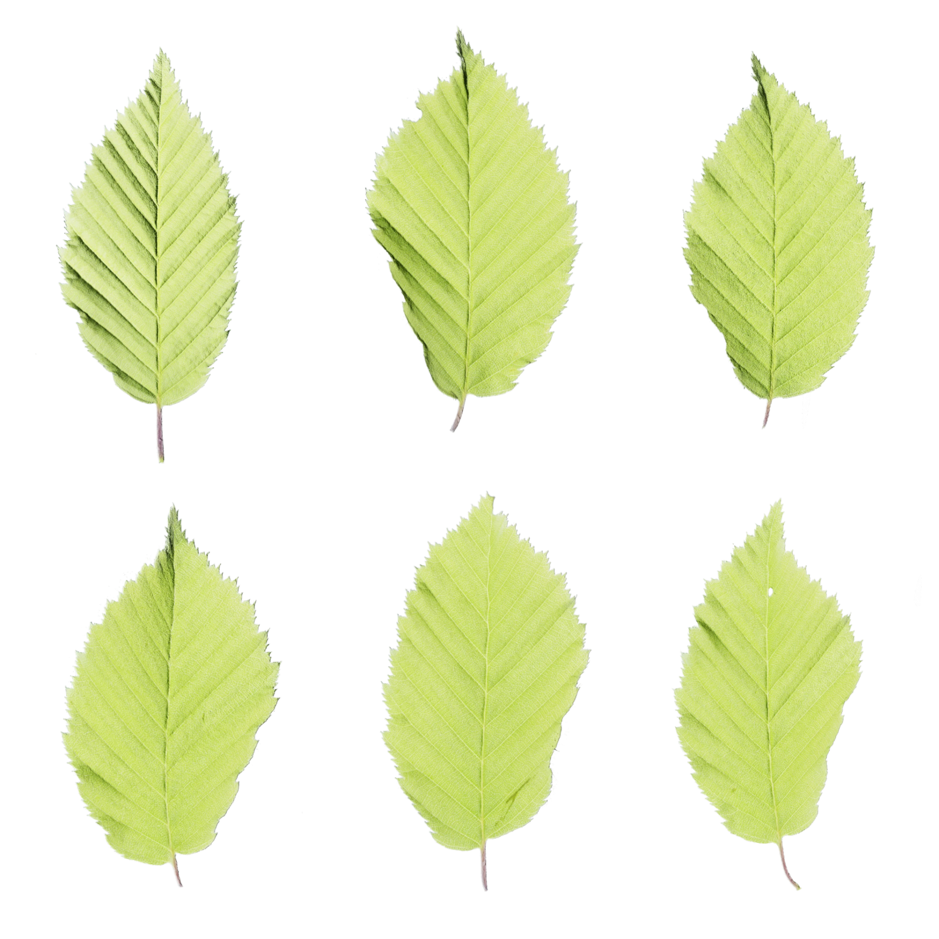 Leaf Set 014
