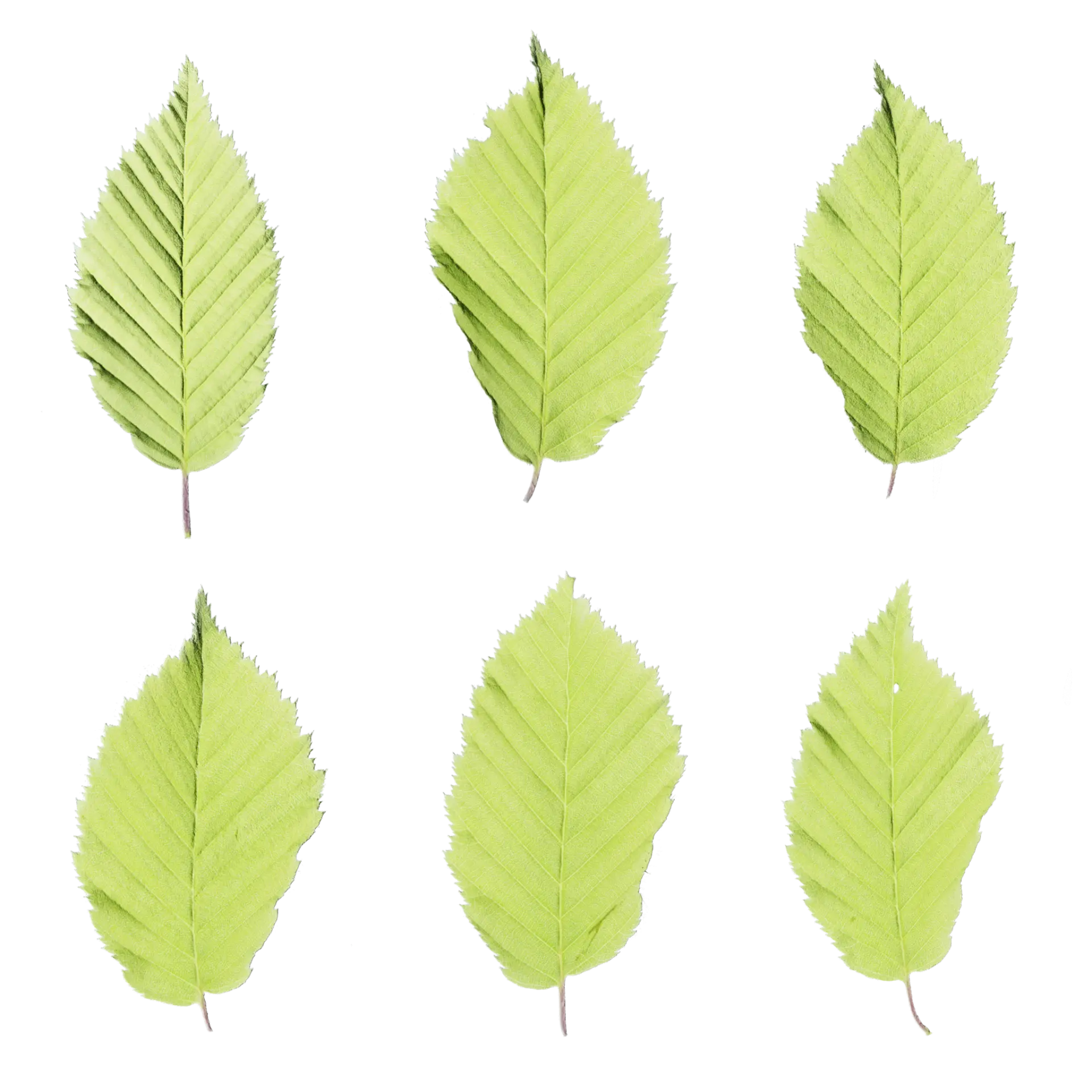 Leaf Set 014