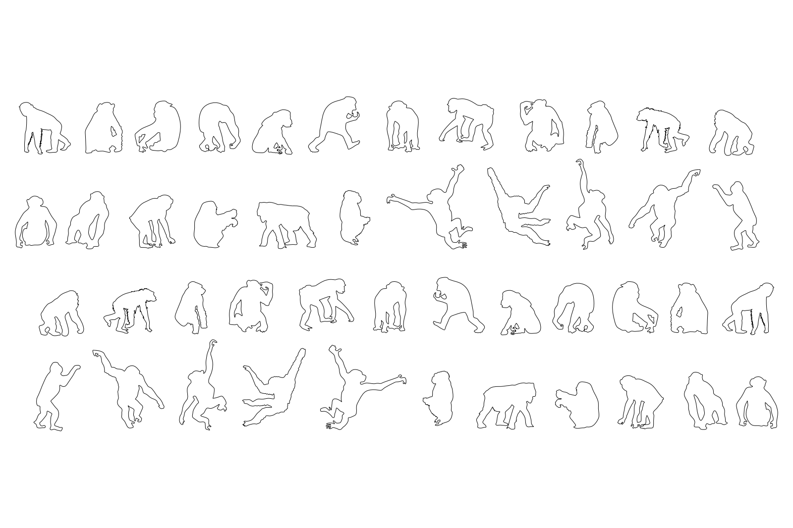 Chimpanzees