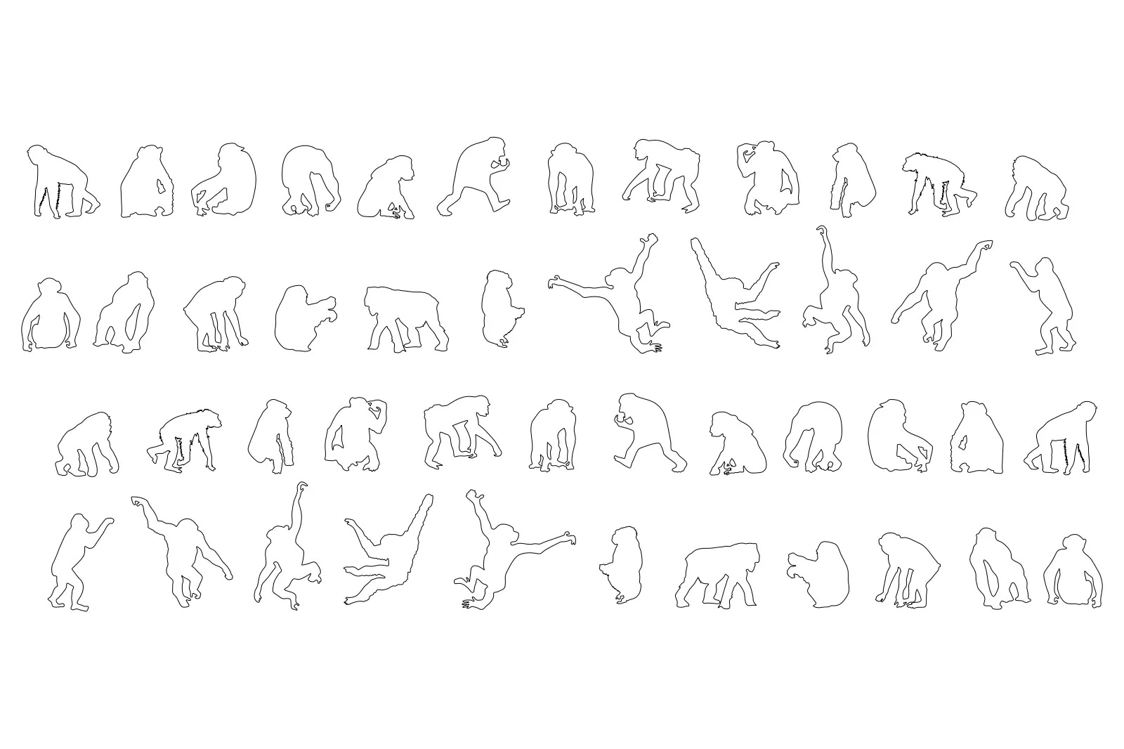 Chimpanzees