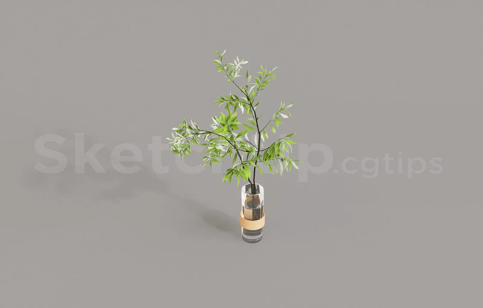 Plant