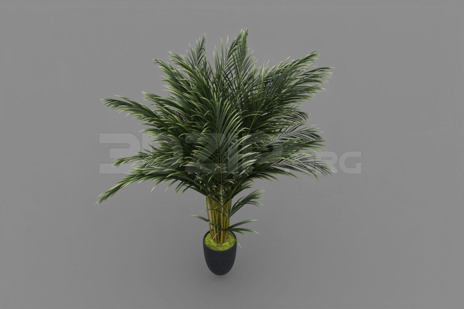 Plant