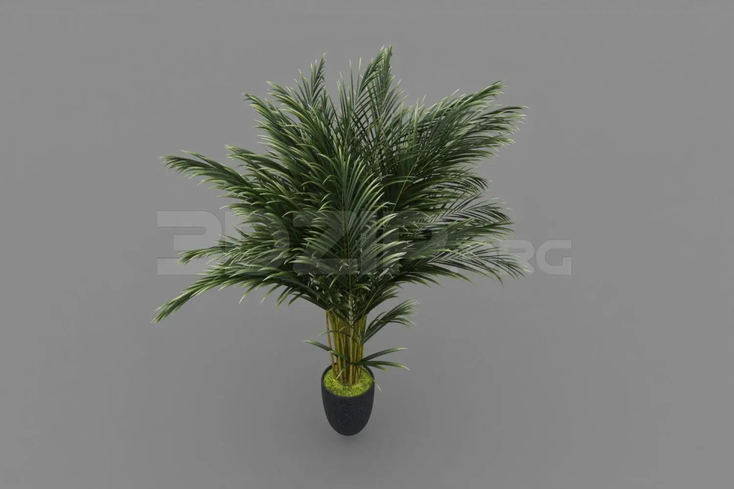 Plant