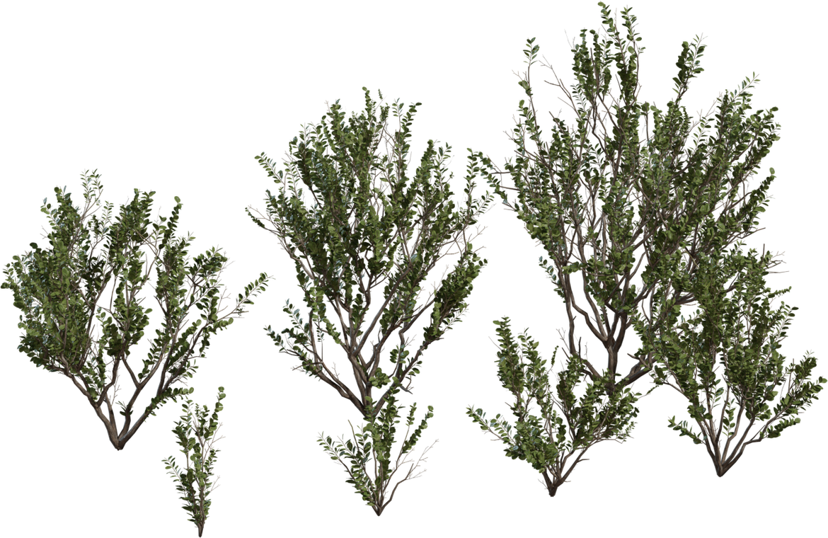 Searsia Lucida