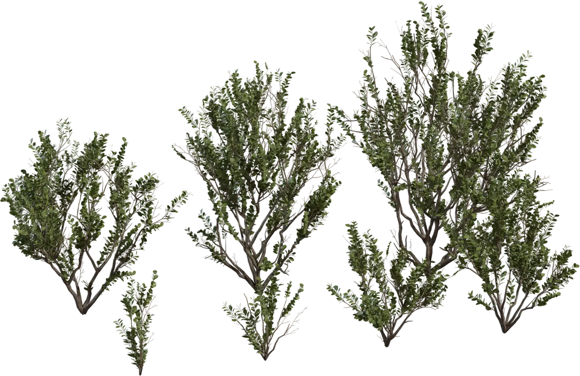 Searsia Lucida