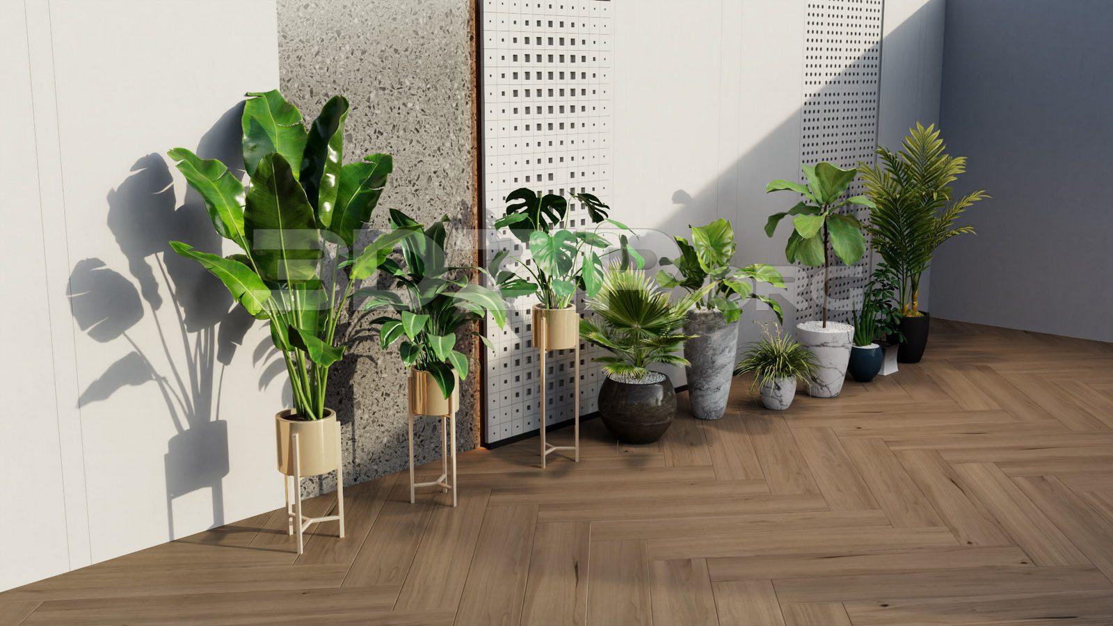 Plants