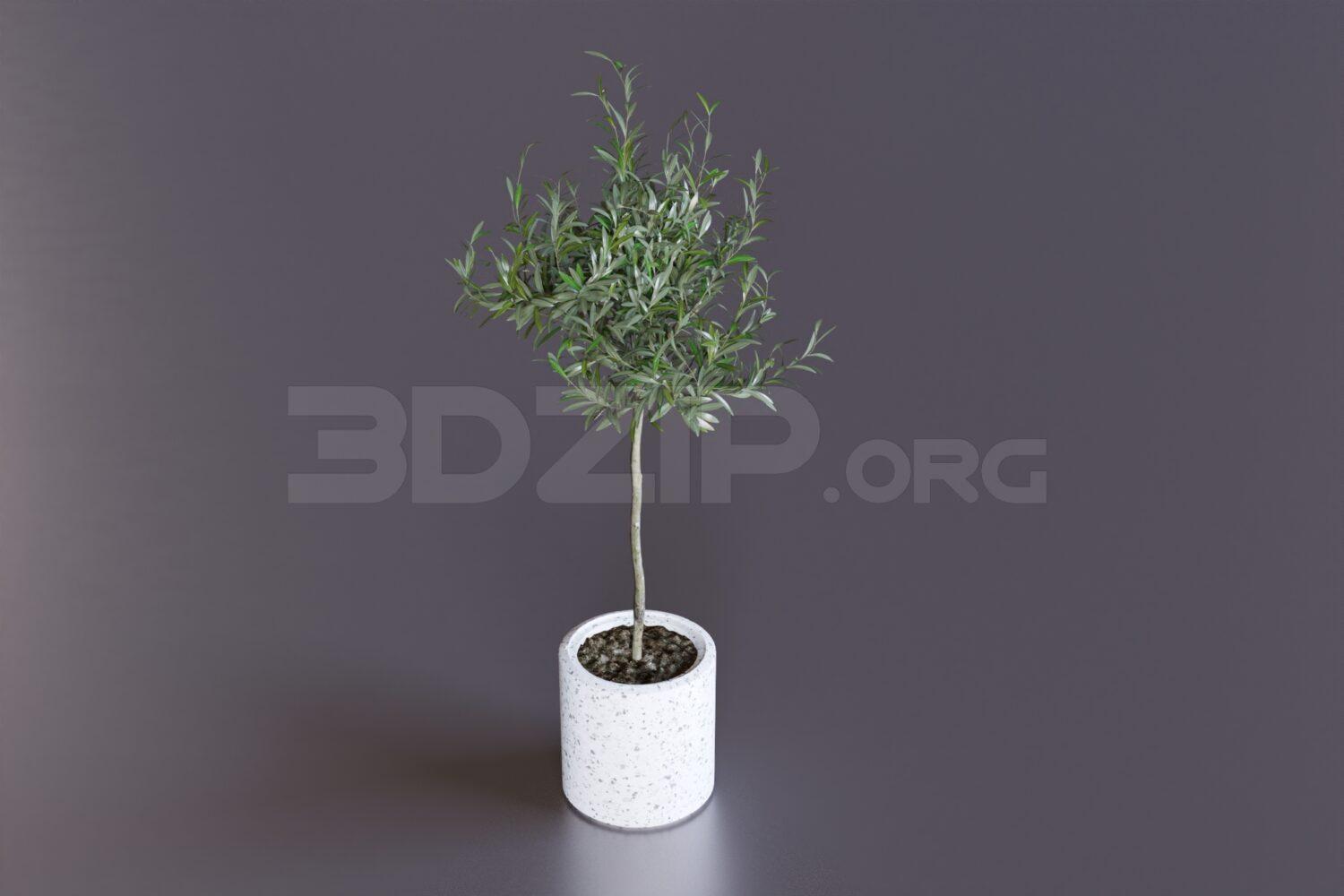 Plant