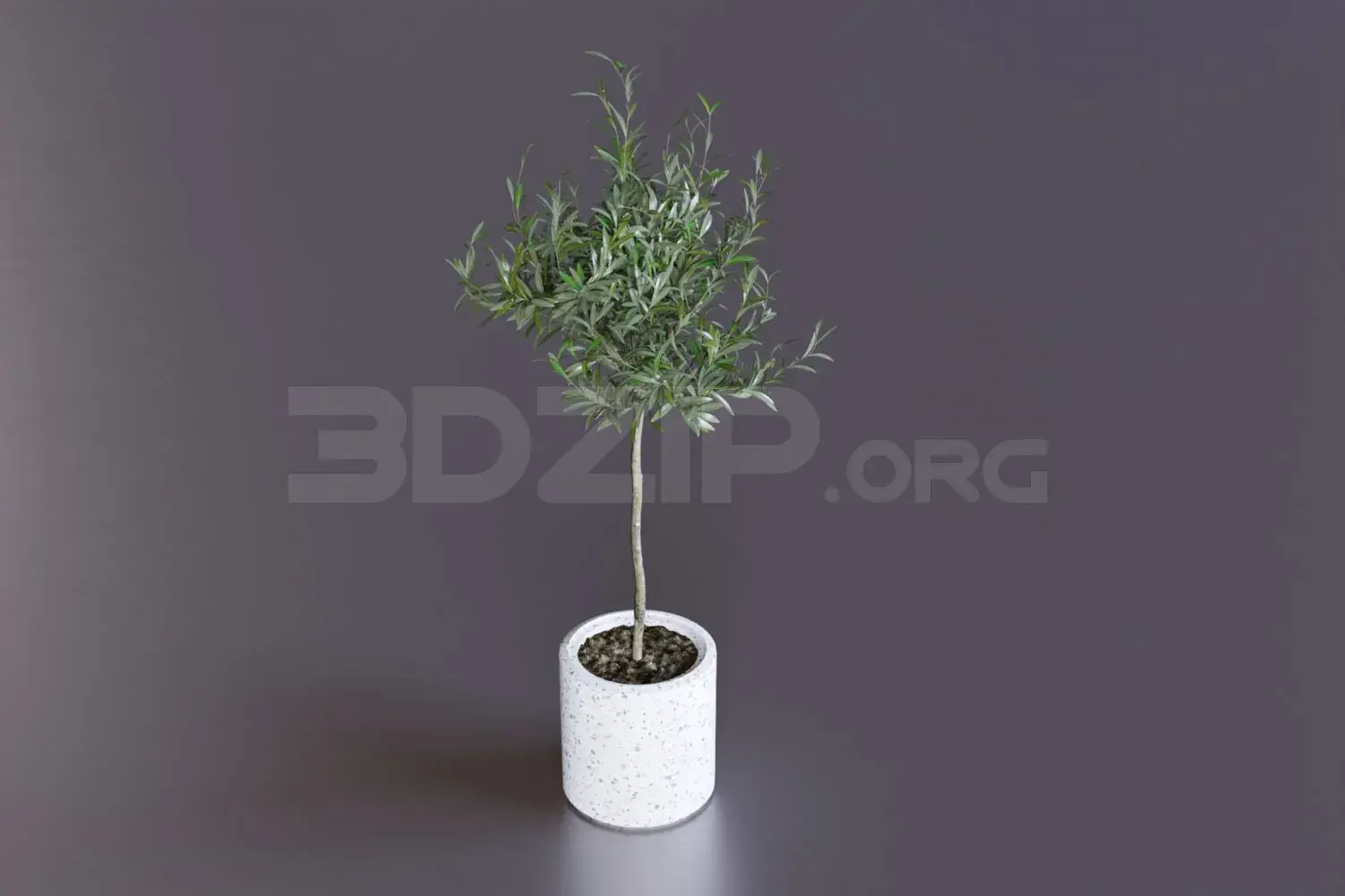 Plant