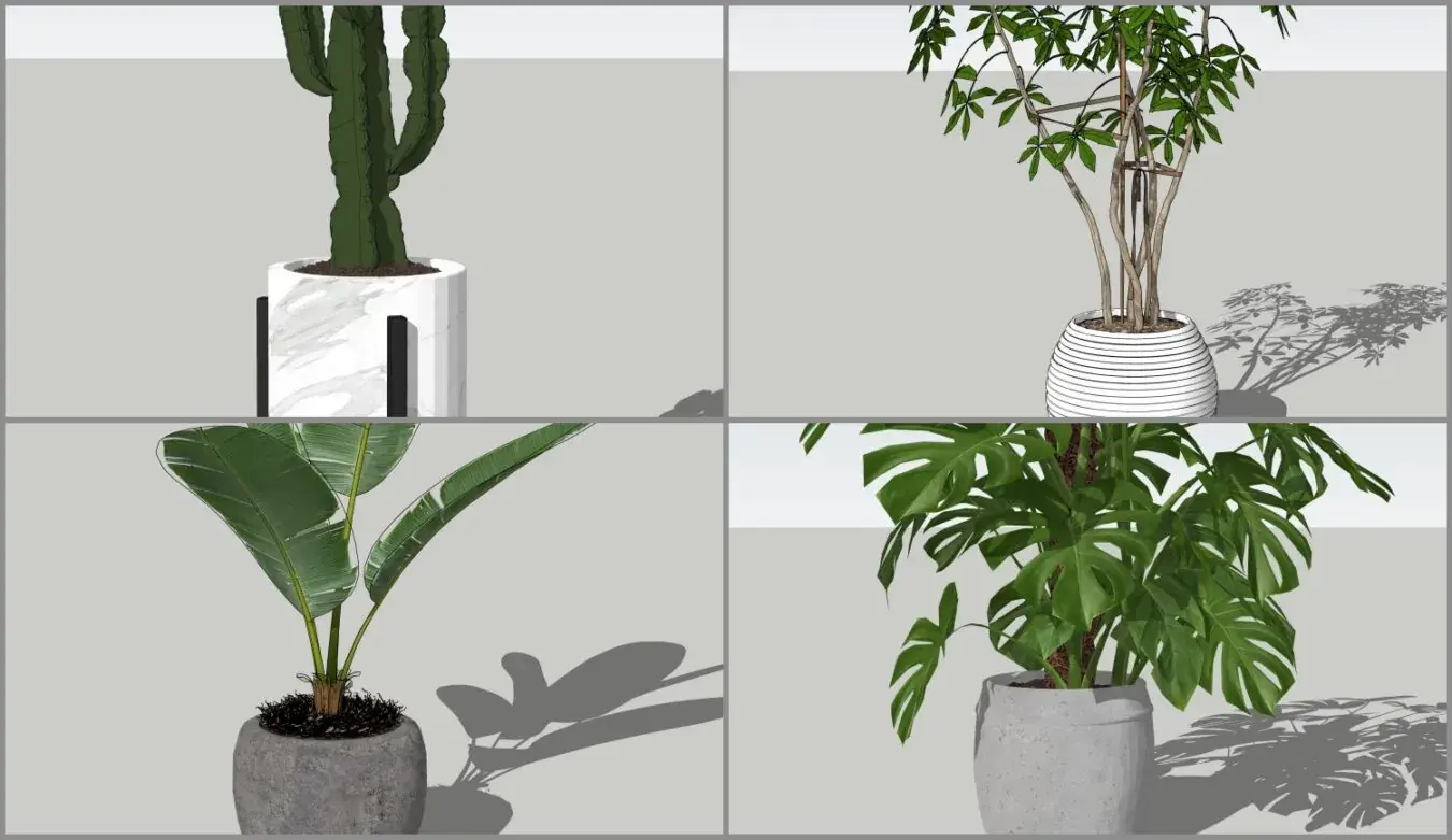 Plant