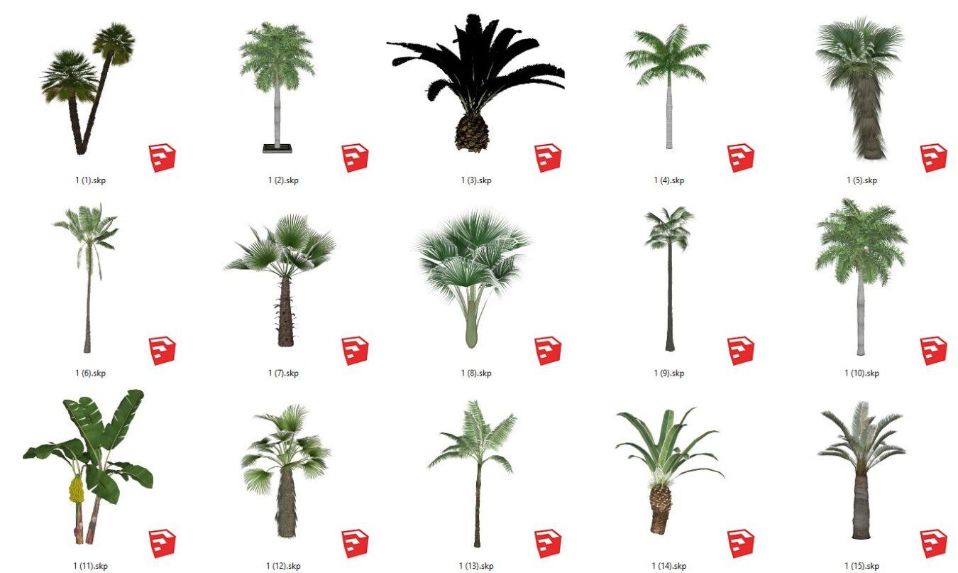 Palm tree, Cycadaceae tree, Areca tree