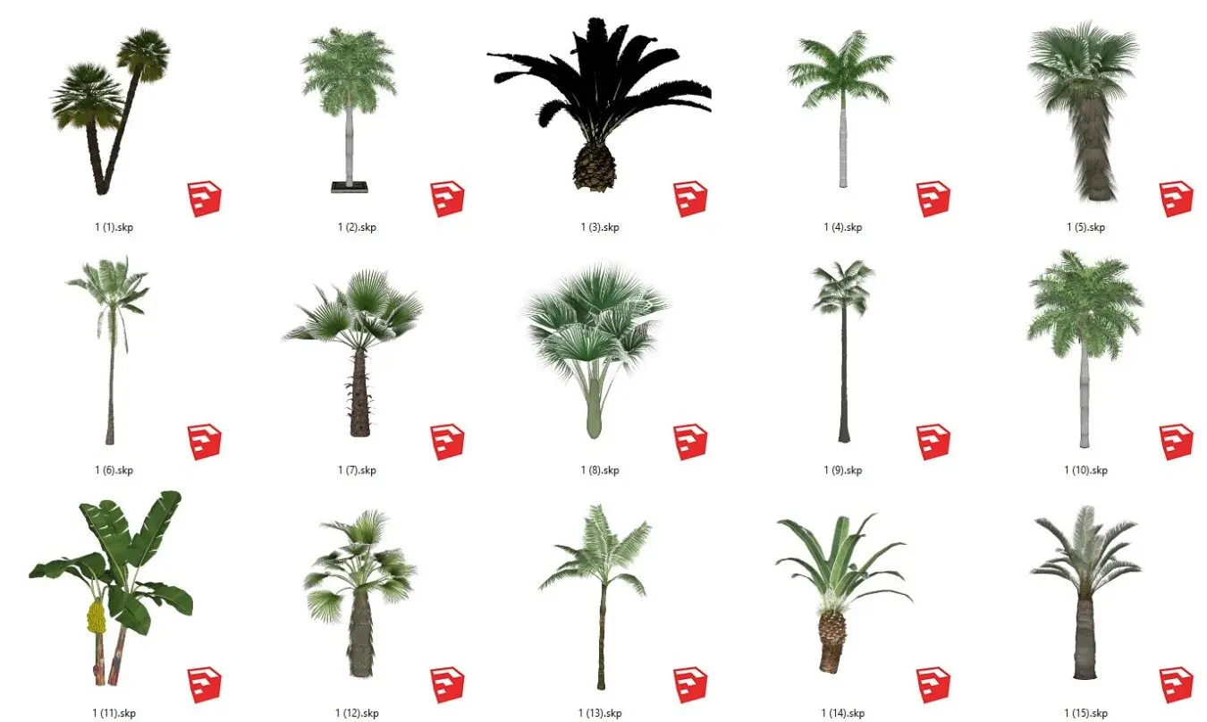 Palm tree, Cycadaceae tree, Areca tree