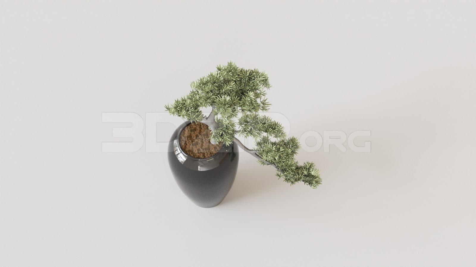 BonSai Tree