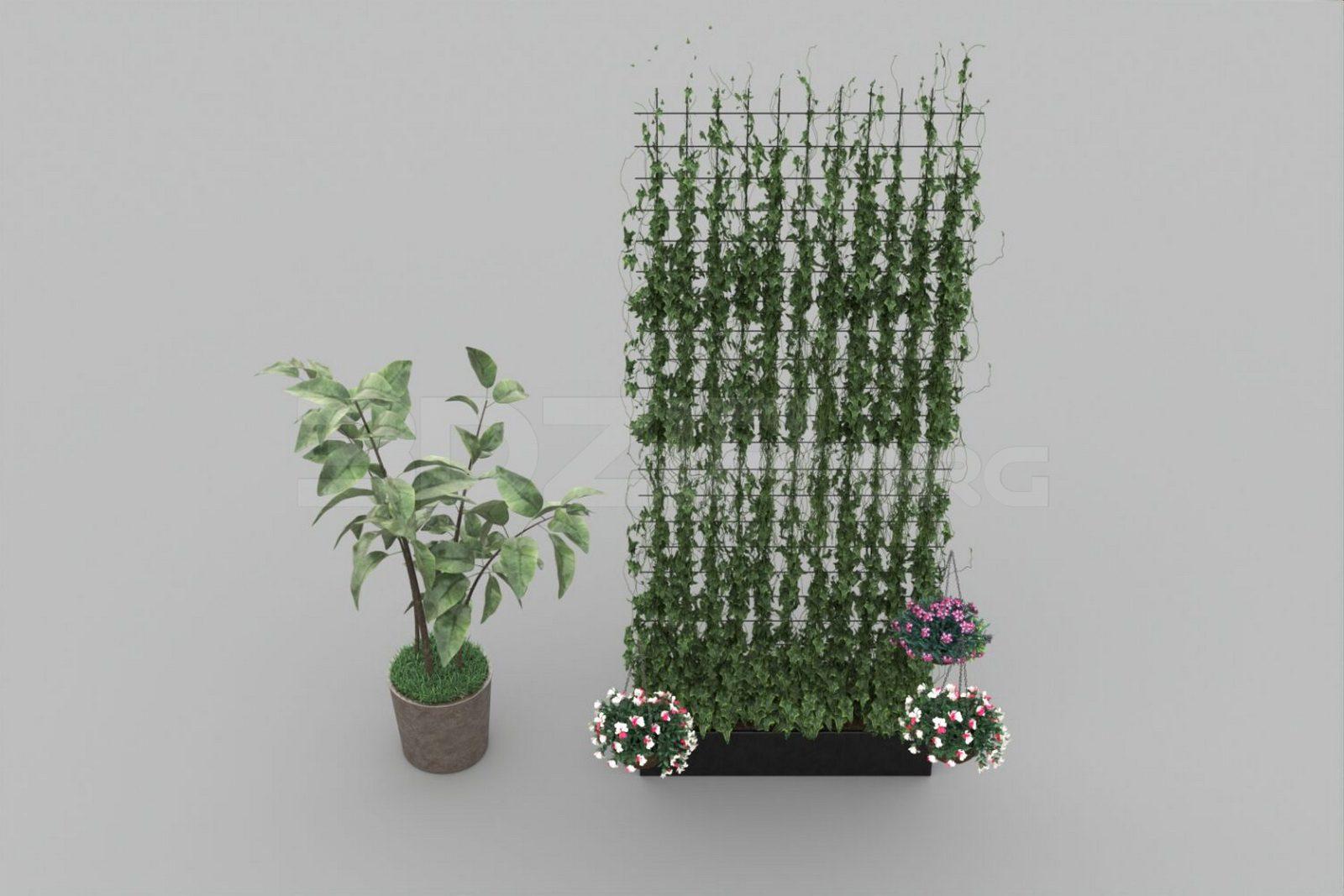 Plant