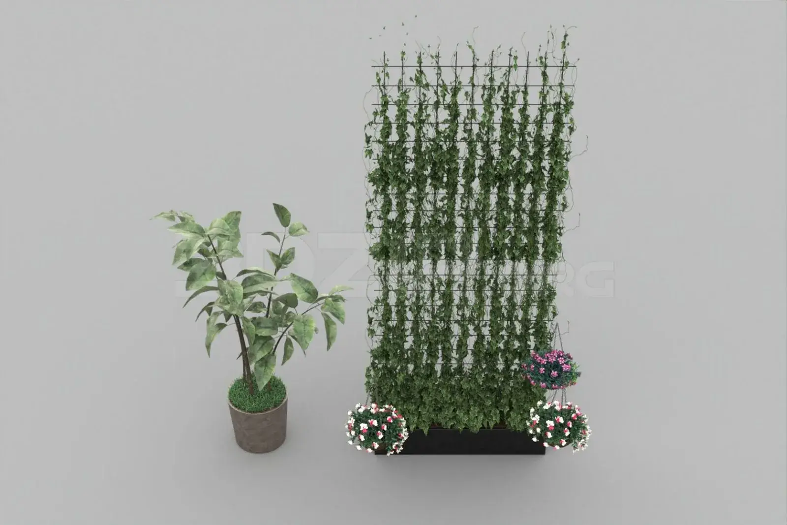 Plant