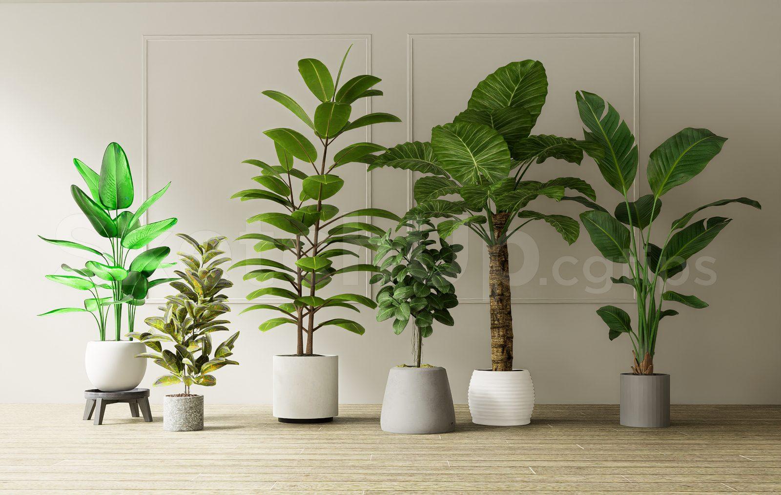 Plant