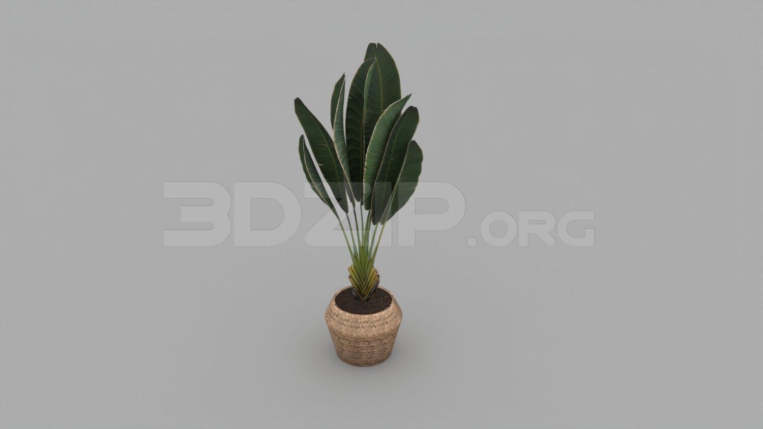 Plant