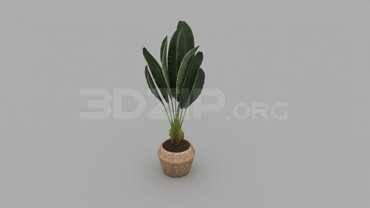 Plant