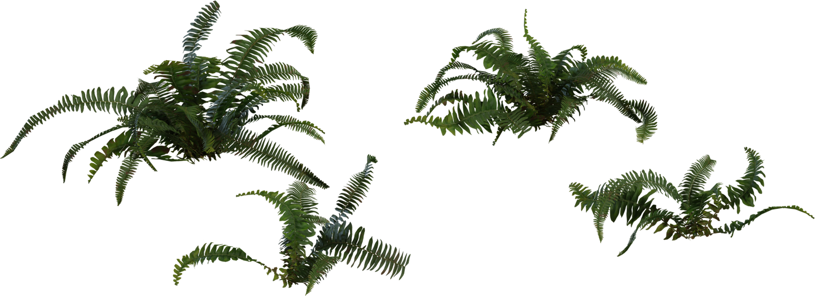 Fern 2