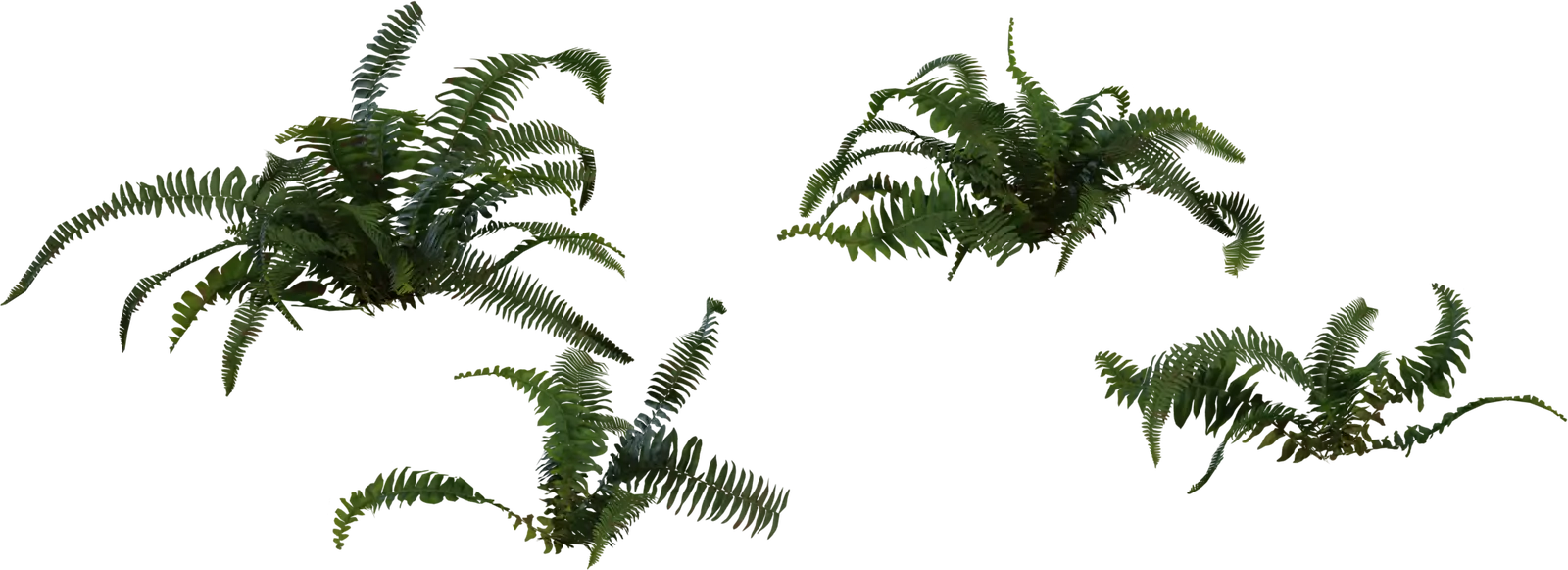 Fern 2