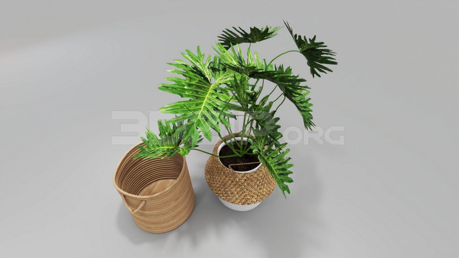 Plant