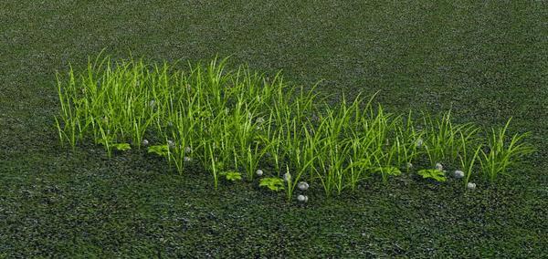 Grass