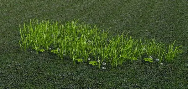 Grass