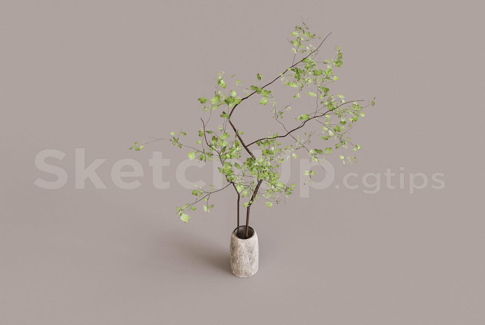Plant