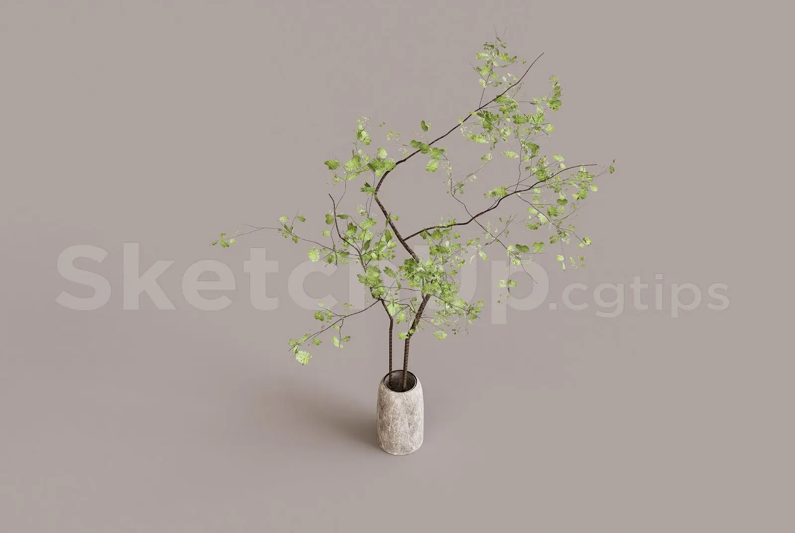 Plant