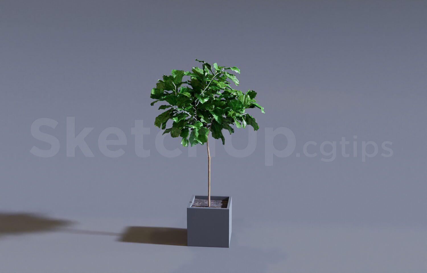 Plant