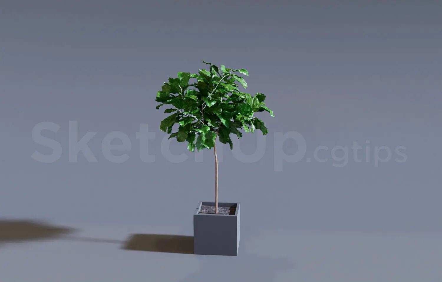 Plant — preview 1 (cgtips, CC0)