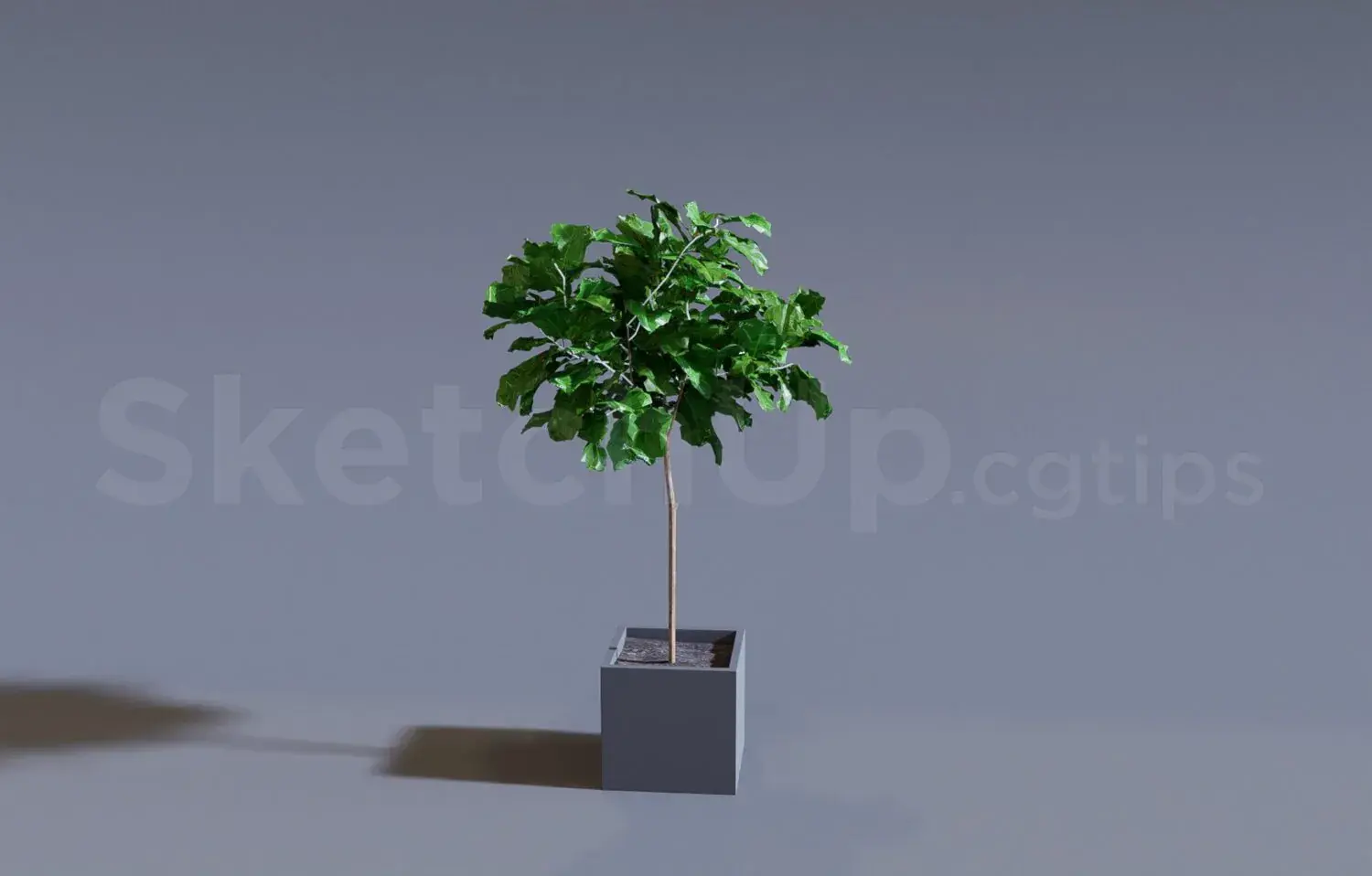 Plant