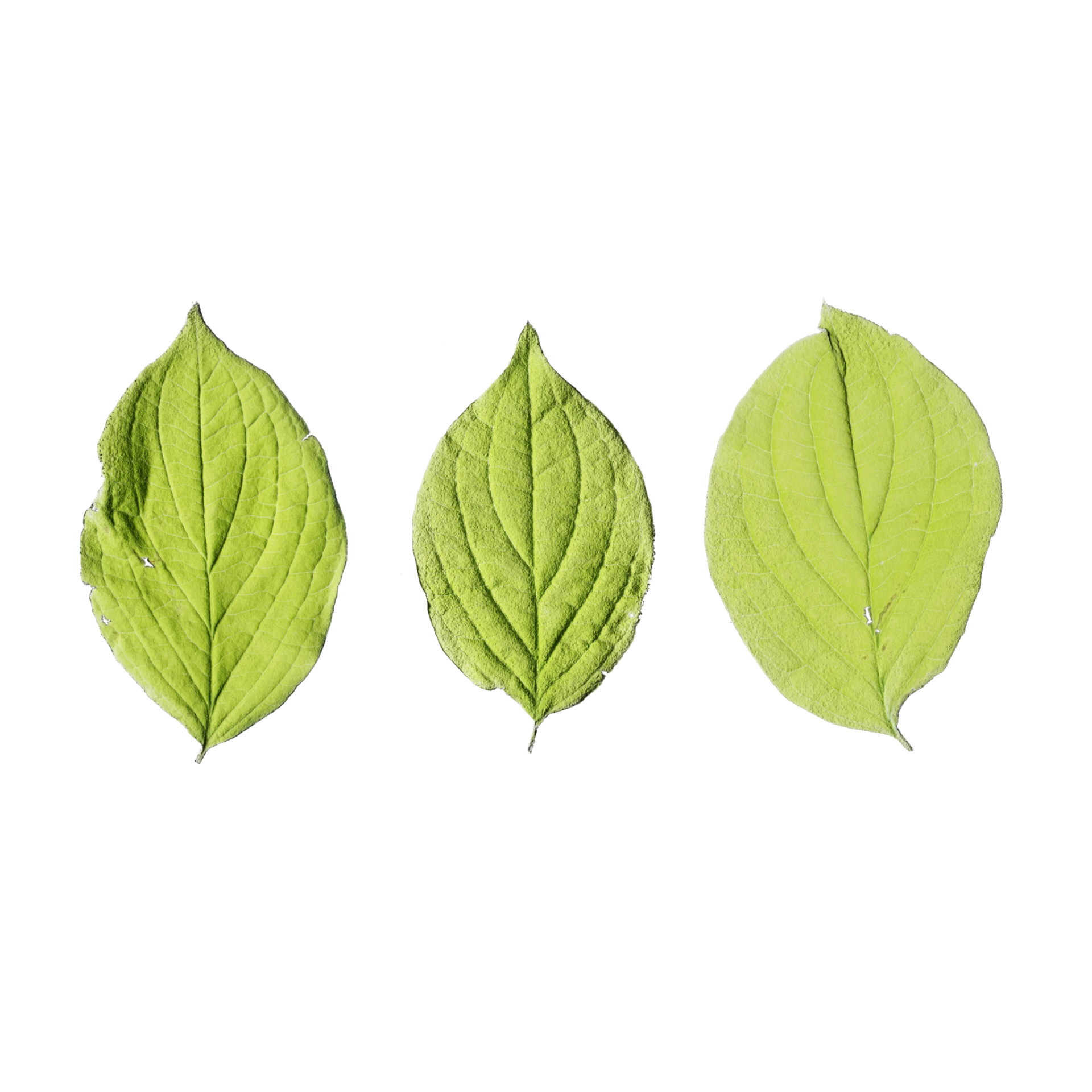 Leaf Set 018