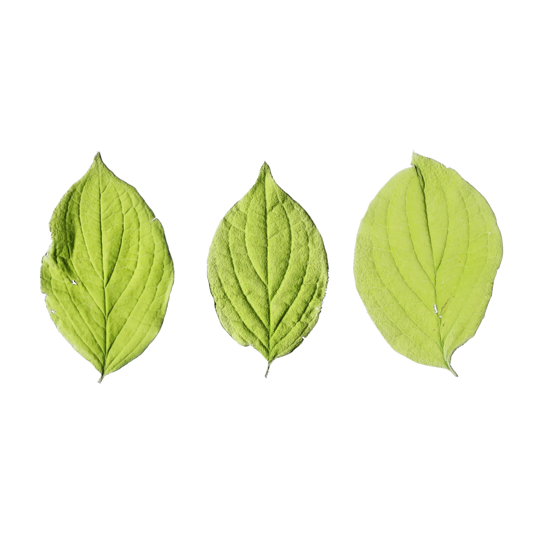Leaf Set 018