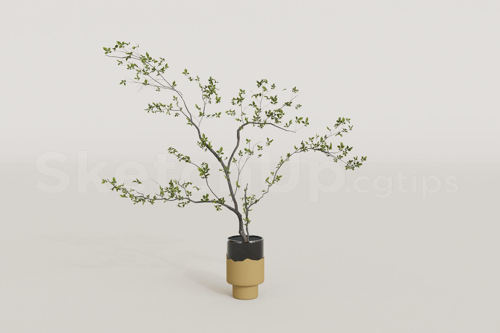 Plant