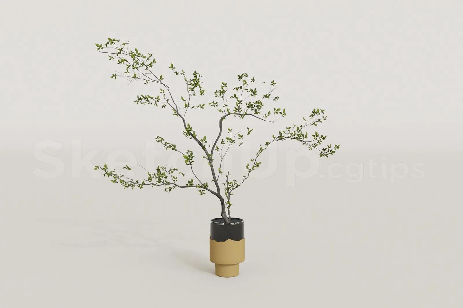 Plant
