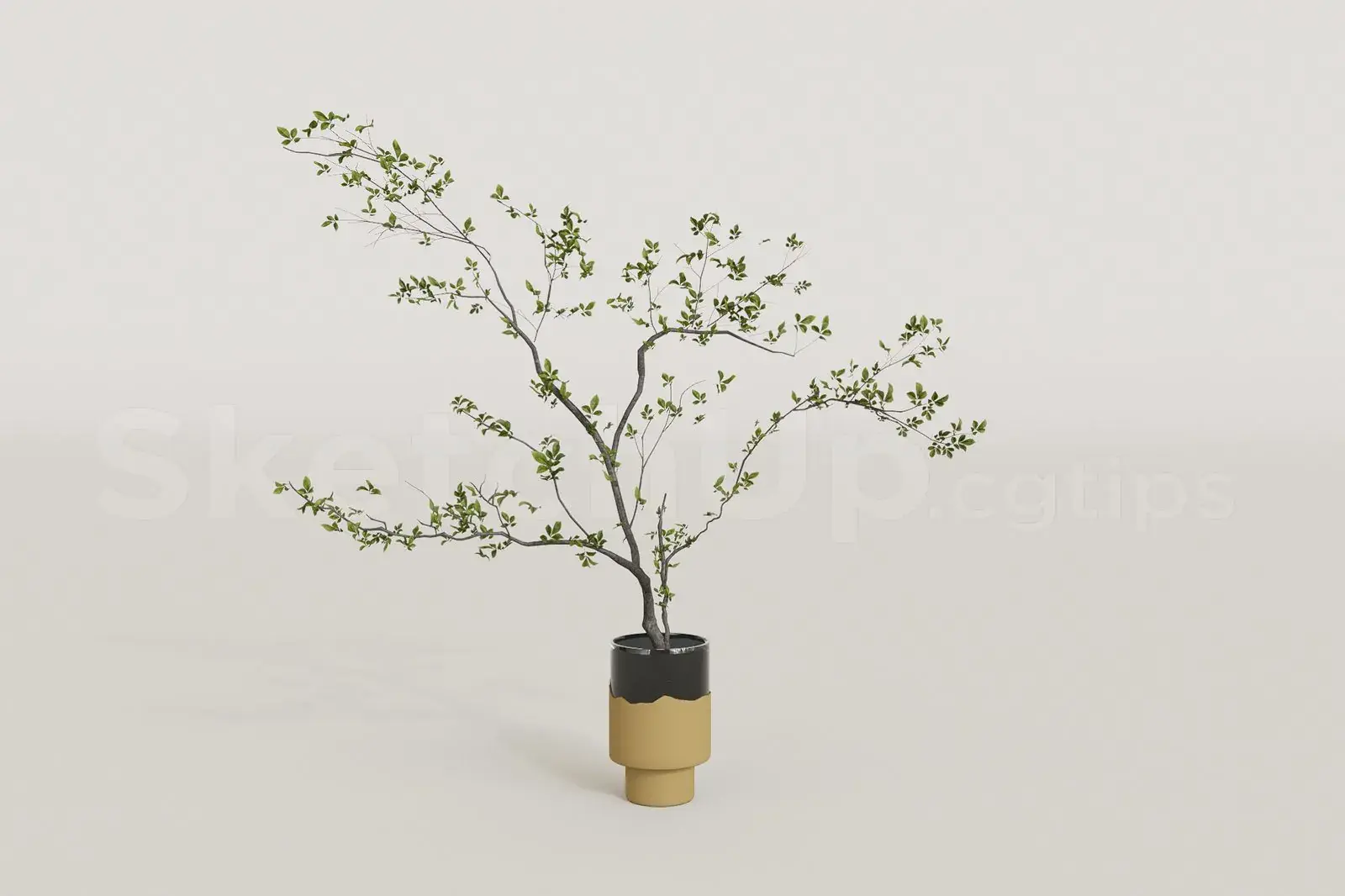 Plant