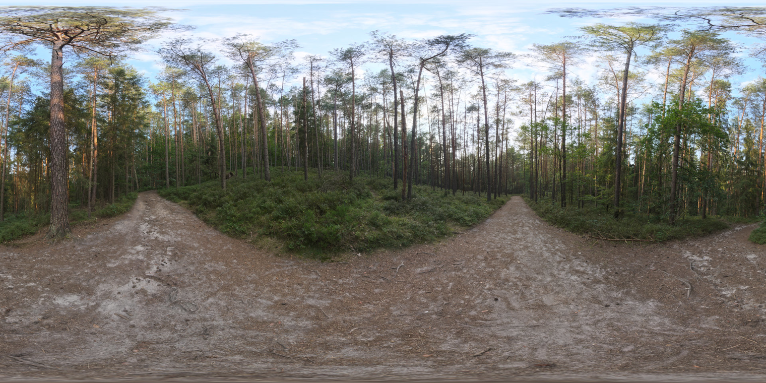 Sunset Forest