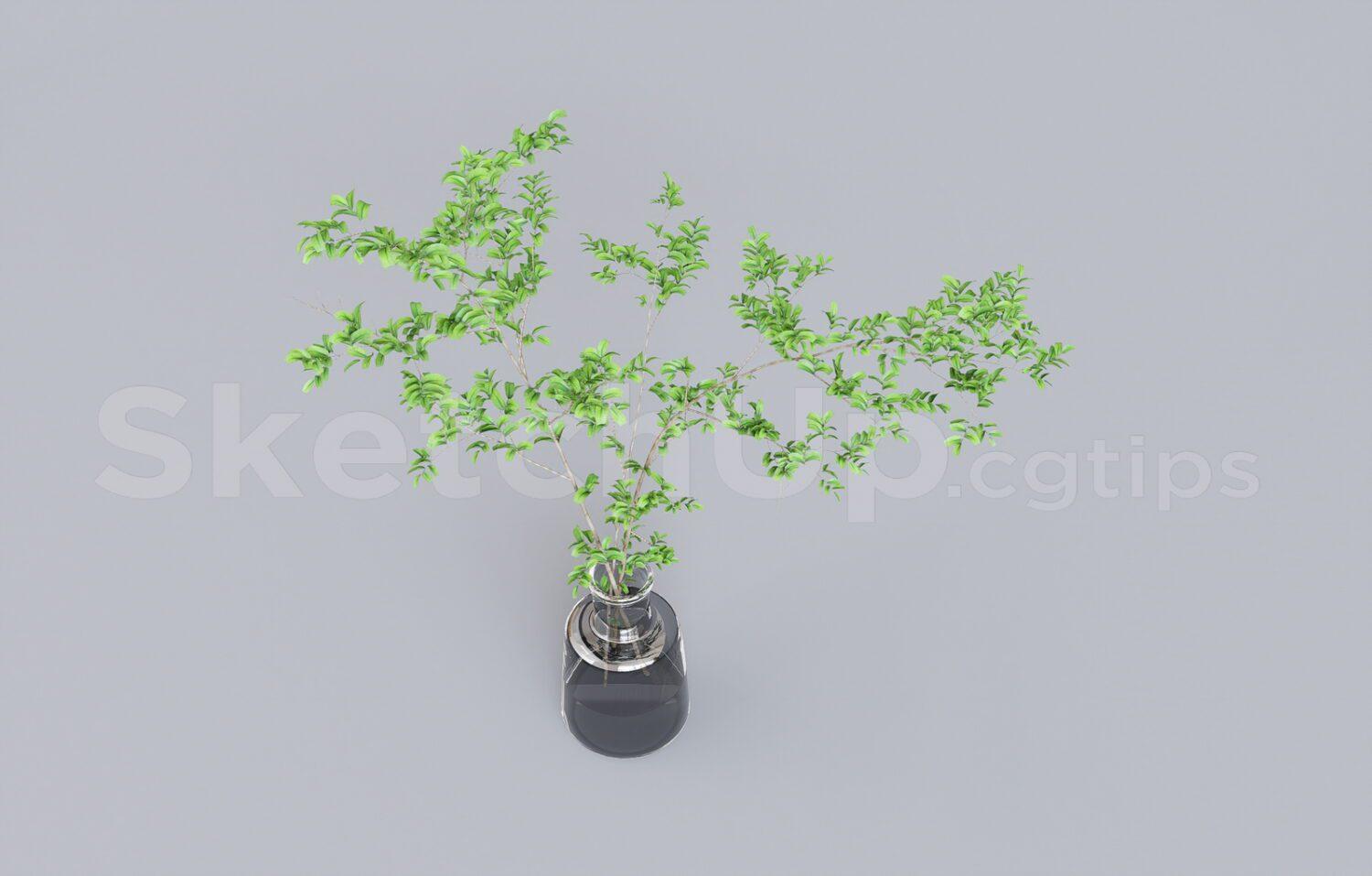 Plant
