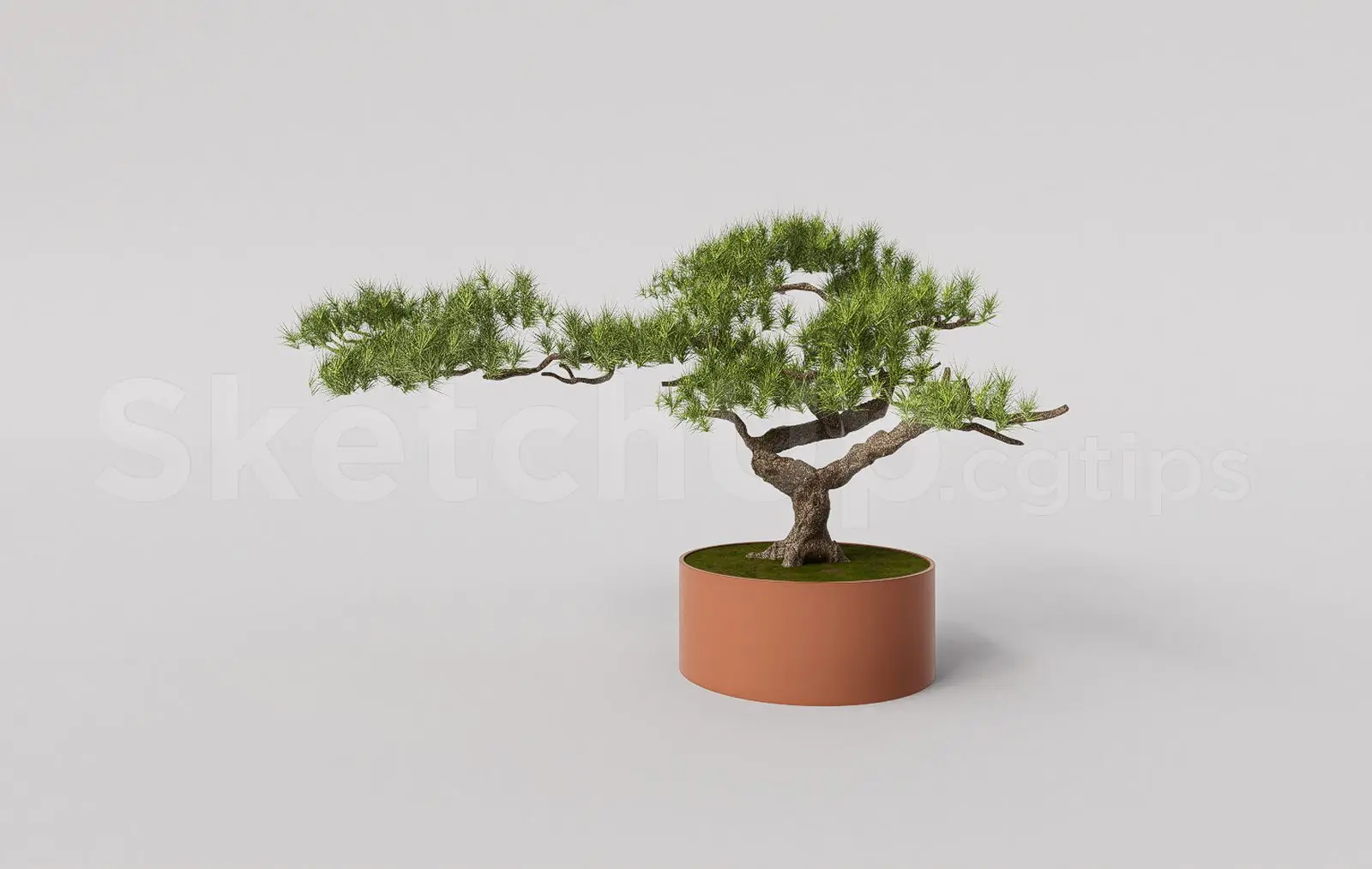 BonSai Tree