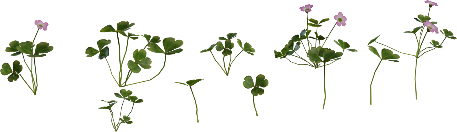 Shrub Sorrel 1