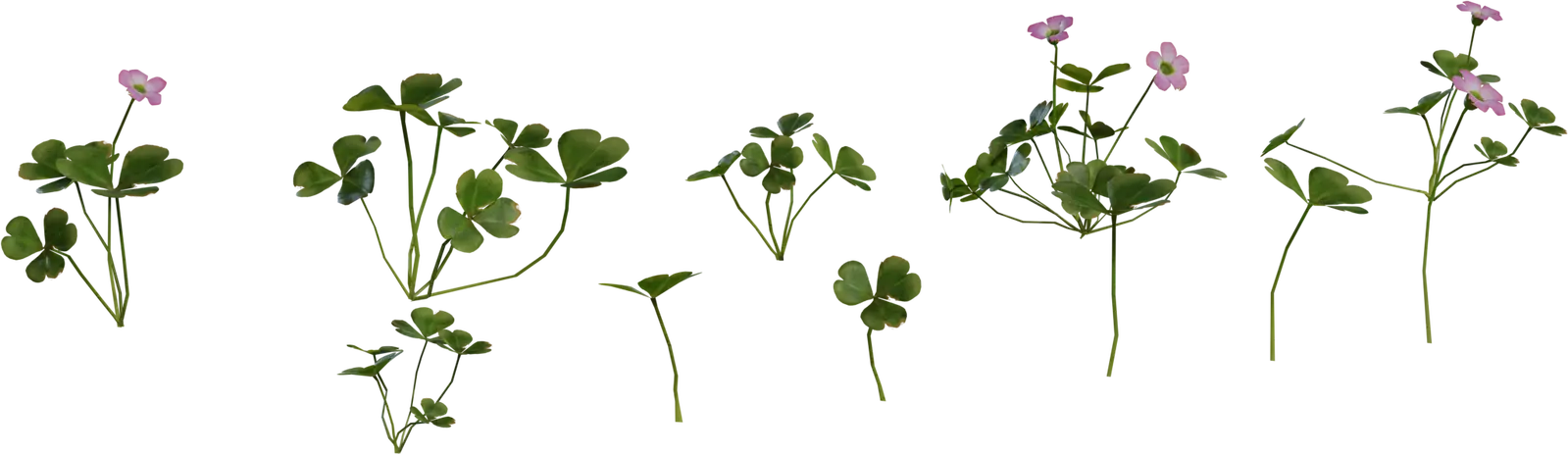 Shrub Sorrel 1 — preview 1, by Rico Cilliers (Poly Haven, CC0)