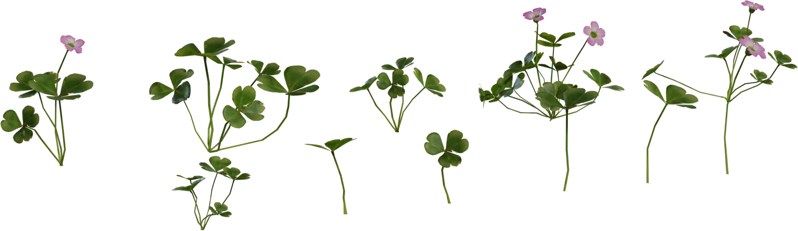 Shrub Sorrel 1