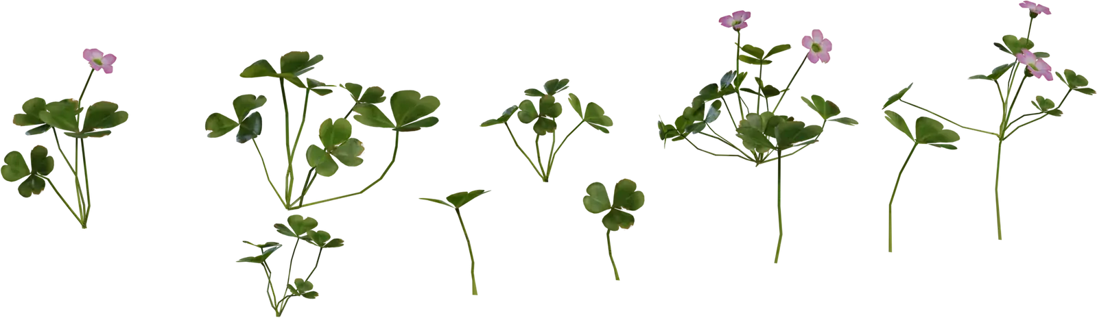Shrub Sorrel 1