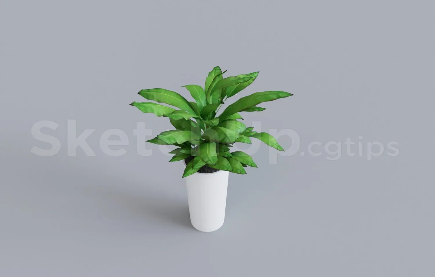 Plant